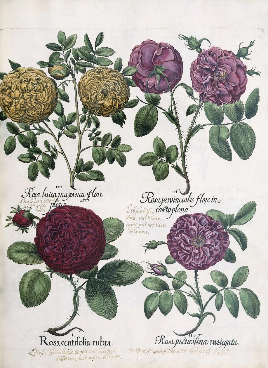 Quattro tipi di rose